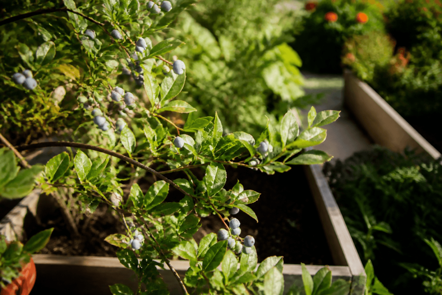 Propagación de plantas nativas comestibles para patios