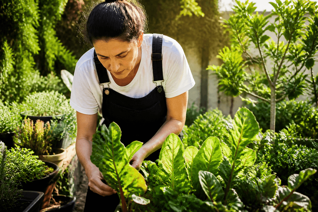 Sabores del barrio con plantas del huerto urbano