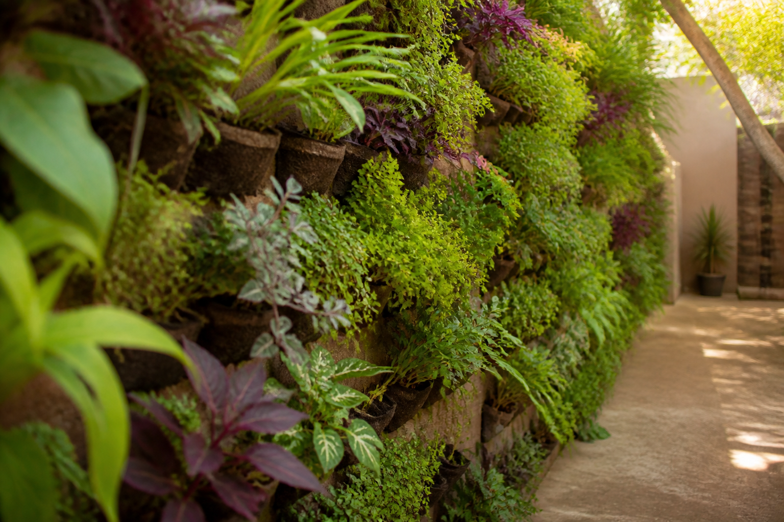 Muro verde de bajo costo con plantas nativas y medicinales