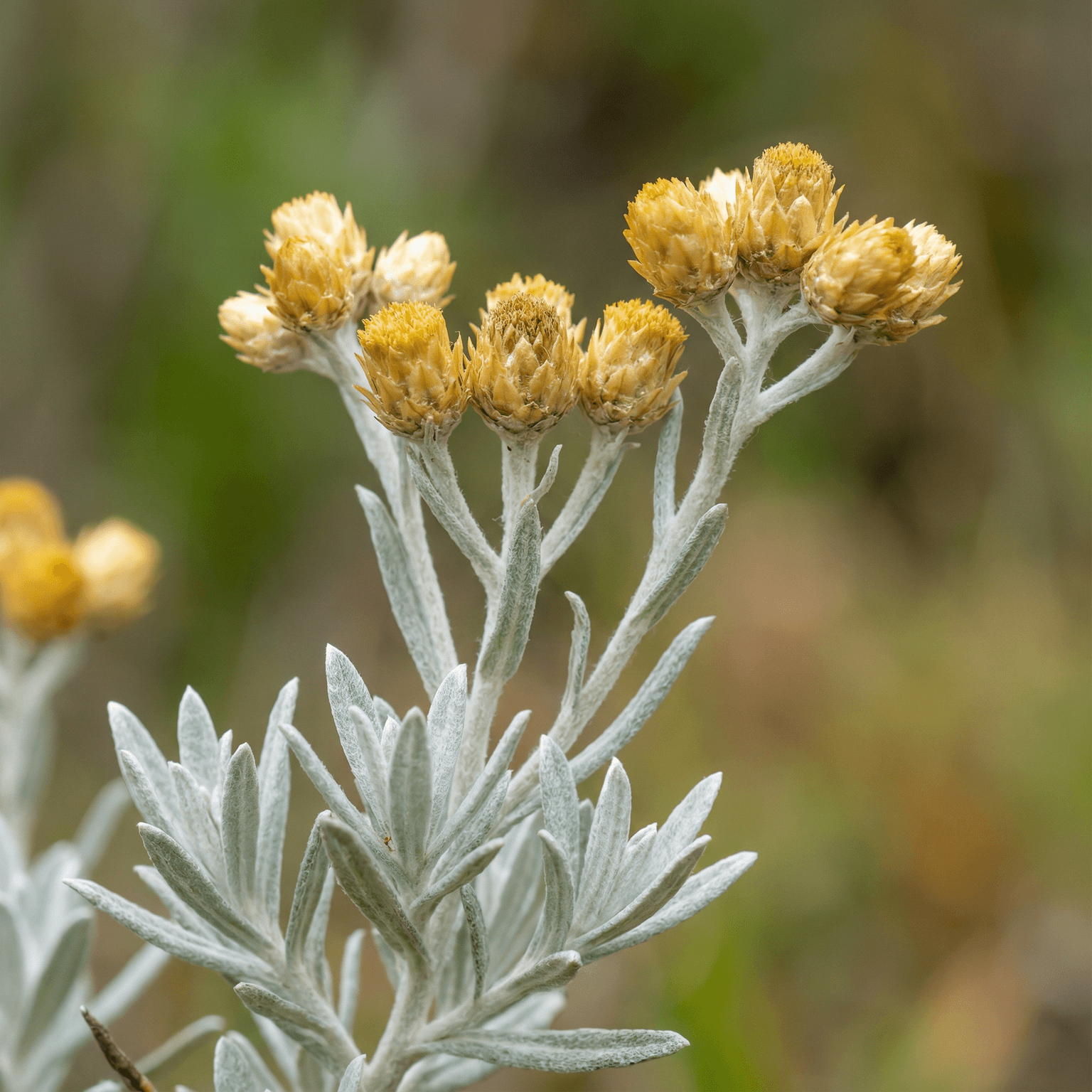 Melanochrysum